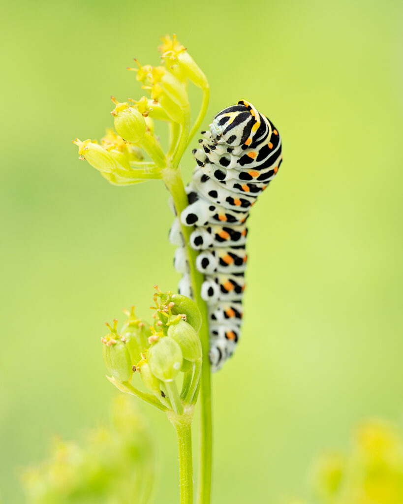 © Roosfoto.nl