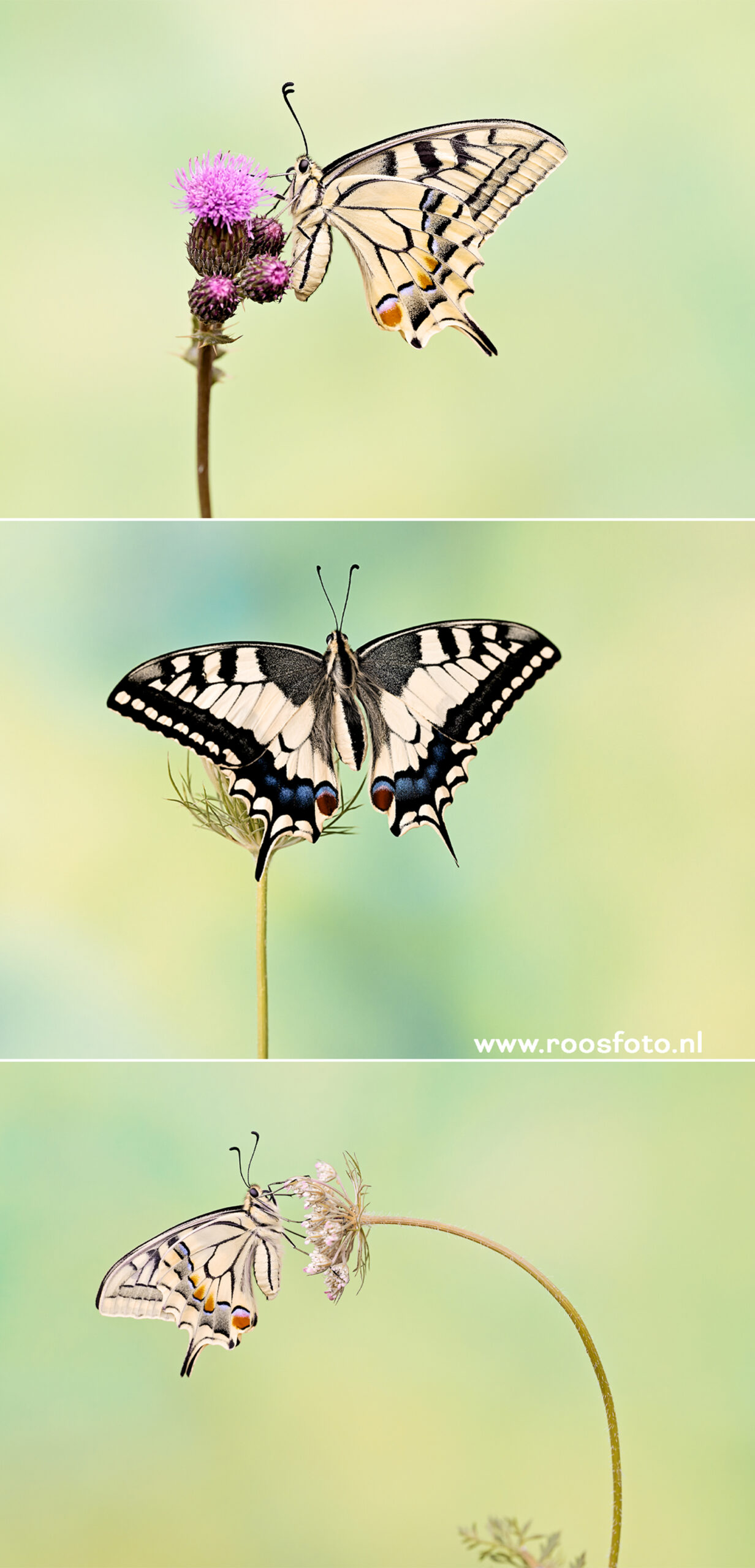 © Roosfoto.nl