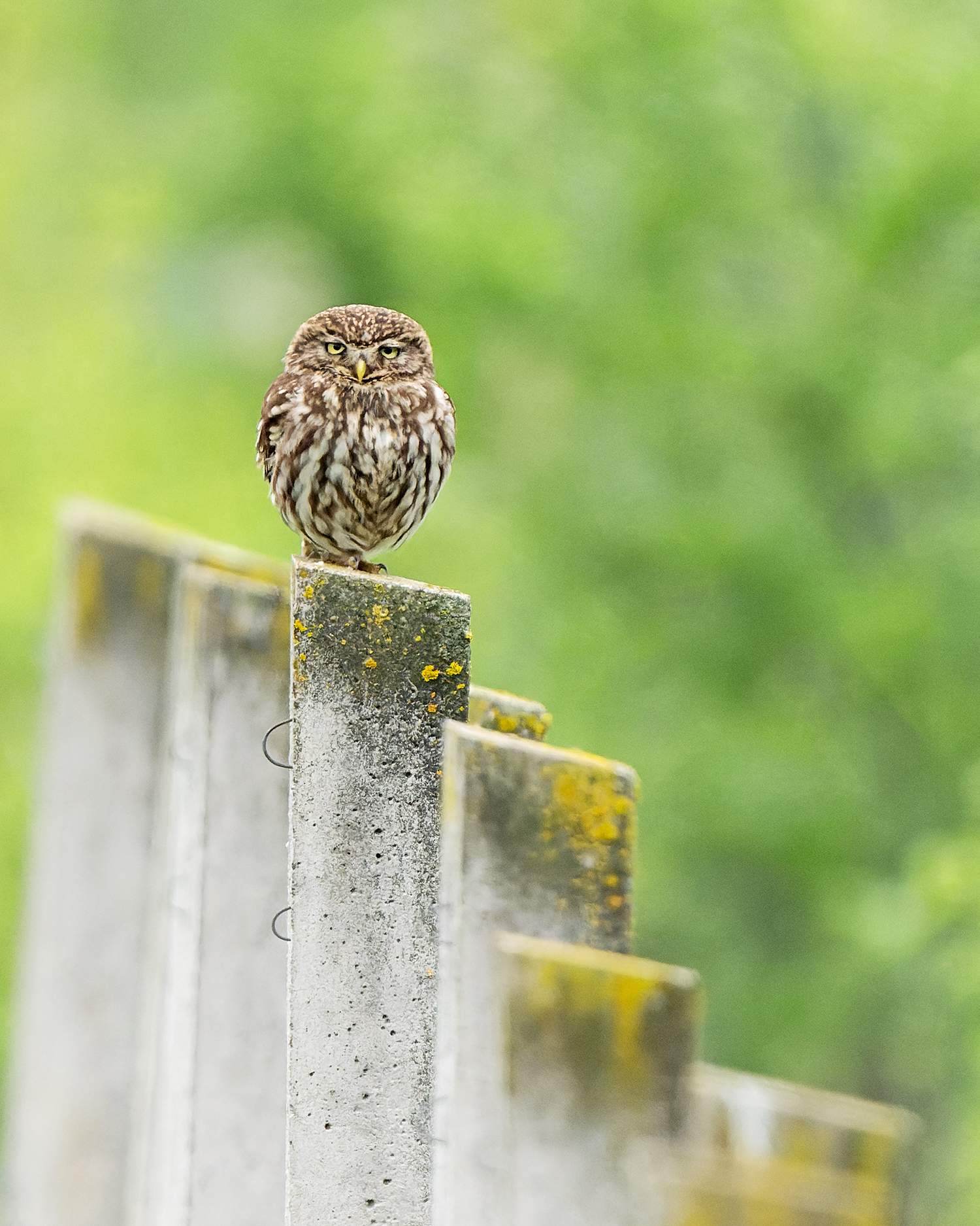 © Roosfoto.nl