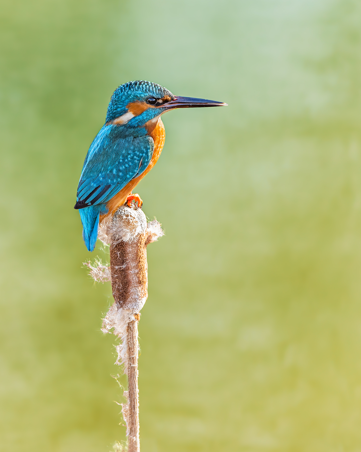 © Roosfoto.nl