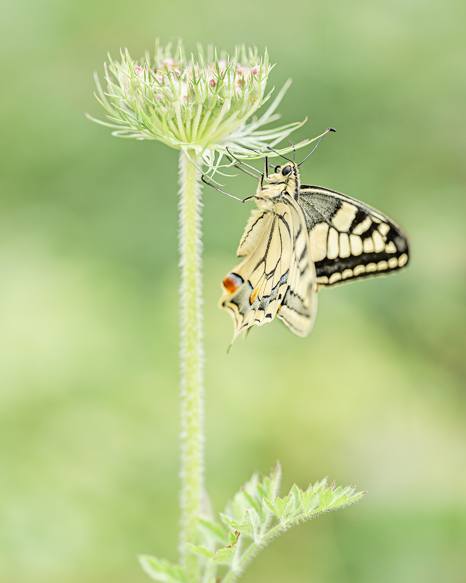 © Roosfoto.nl