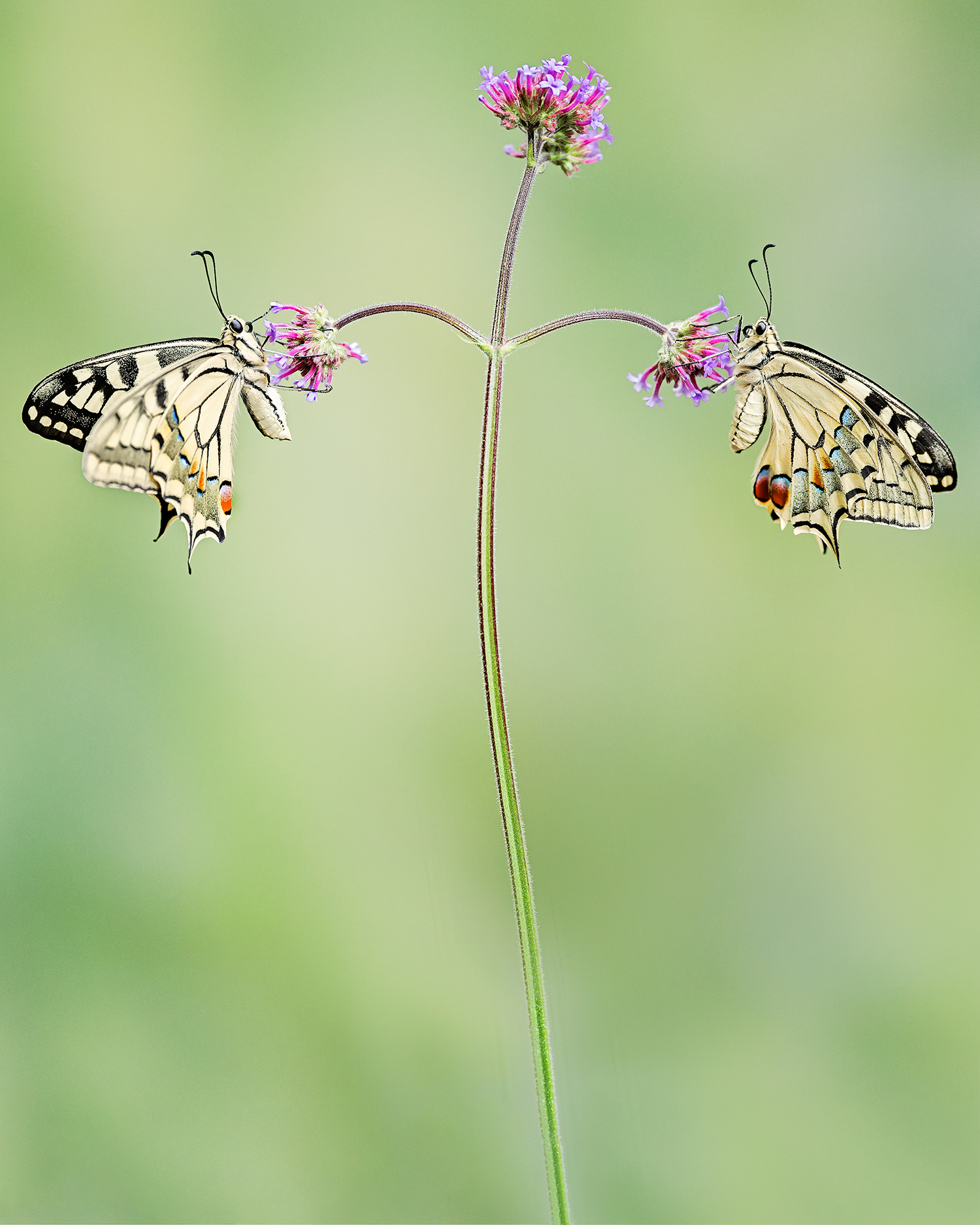 © Roosfoto.nl