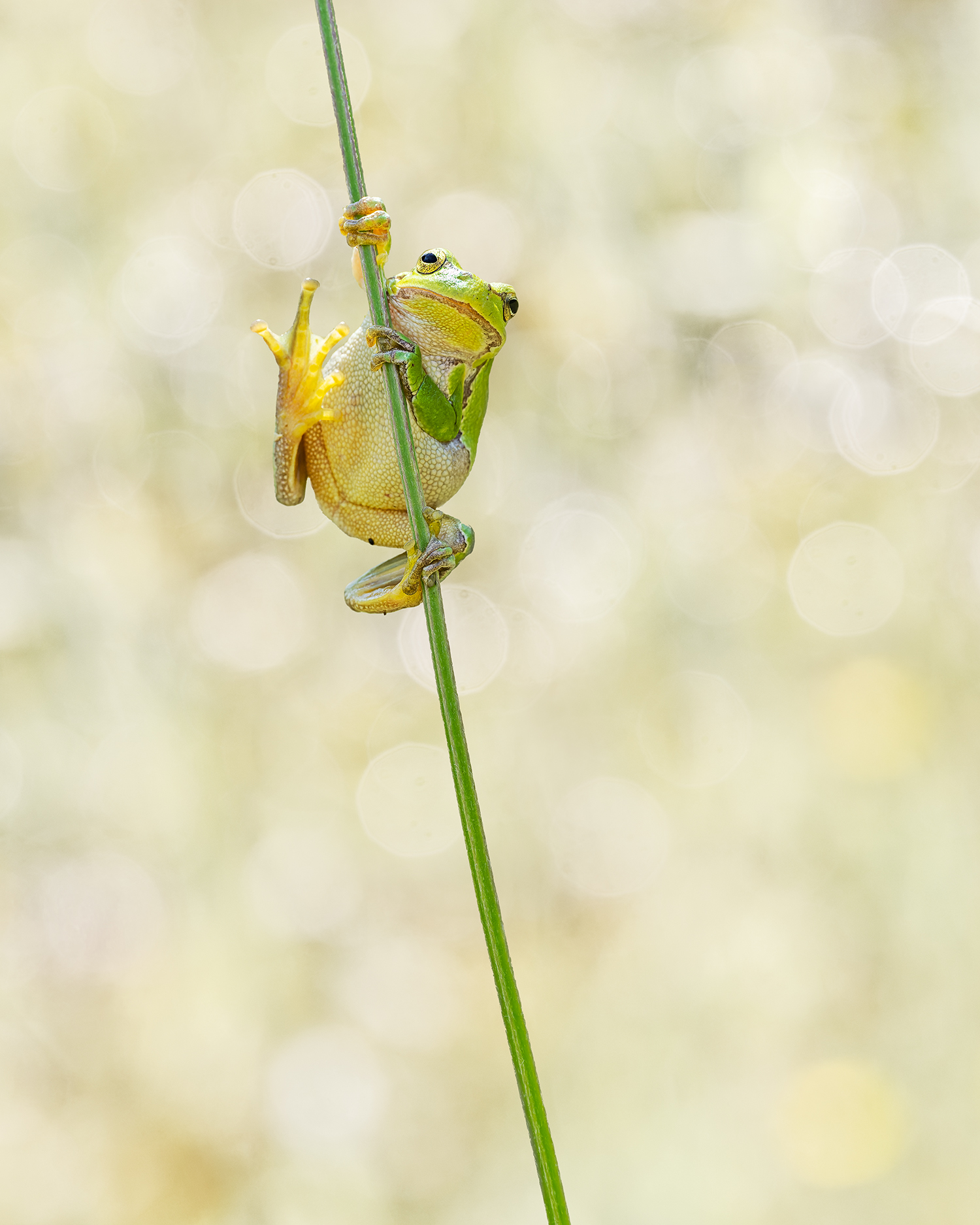 © Roosfoto.nl