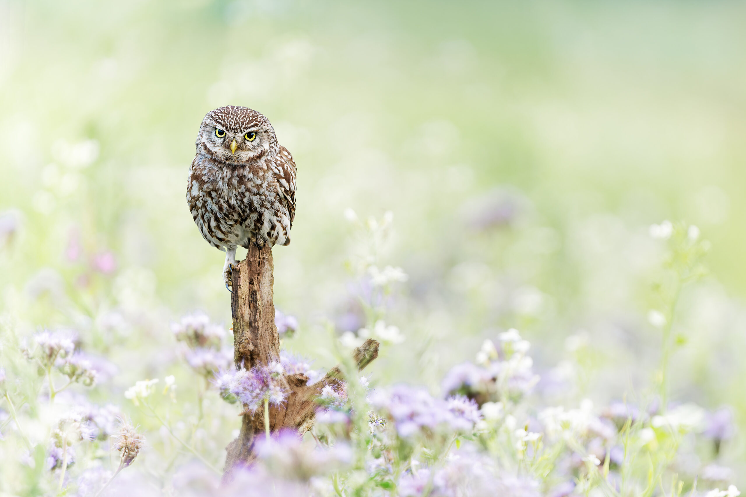 © Roosfoto.nl