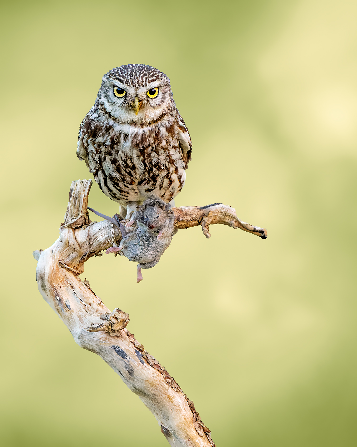 © Roosfoto.nl